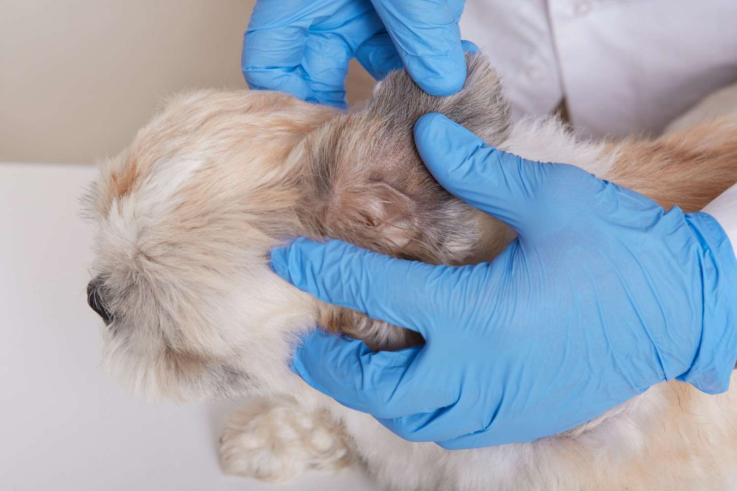 Bacterial Skin Infection in Dogs