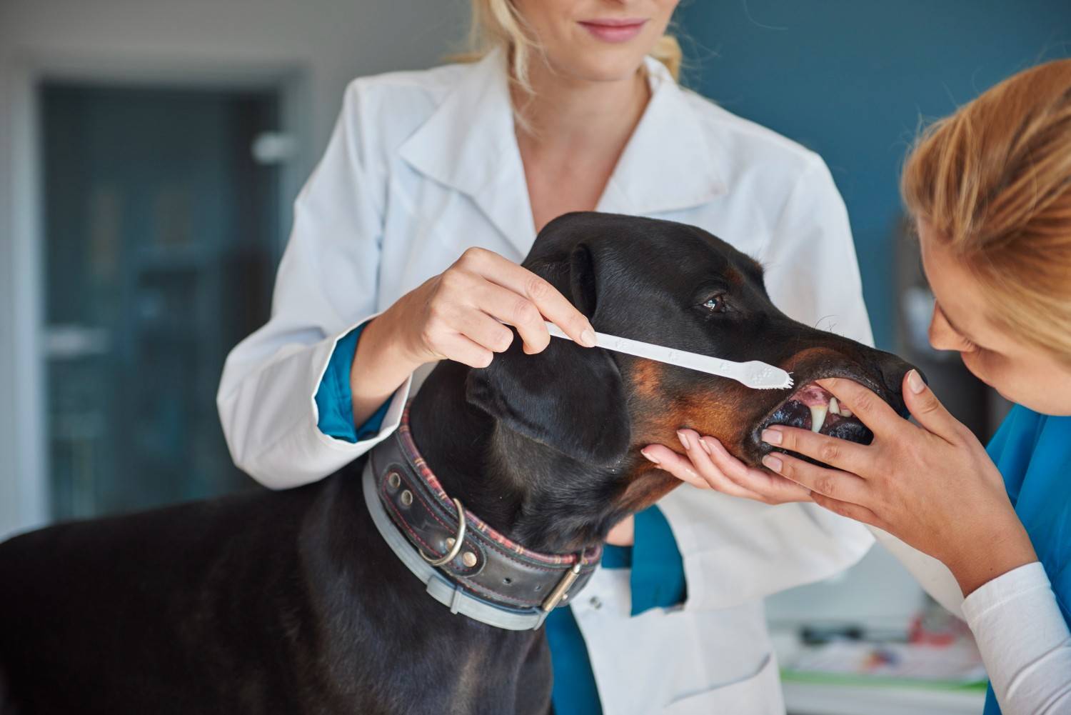 Does Pet Insurance Cover Dental