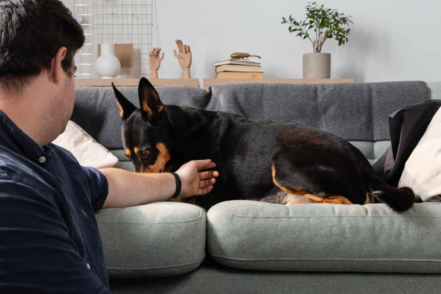 Separation Anxiety in Dogs