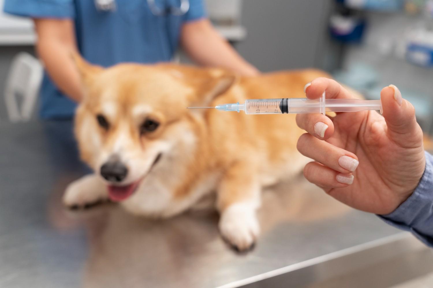Bordetella Vaccine for Dogs