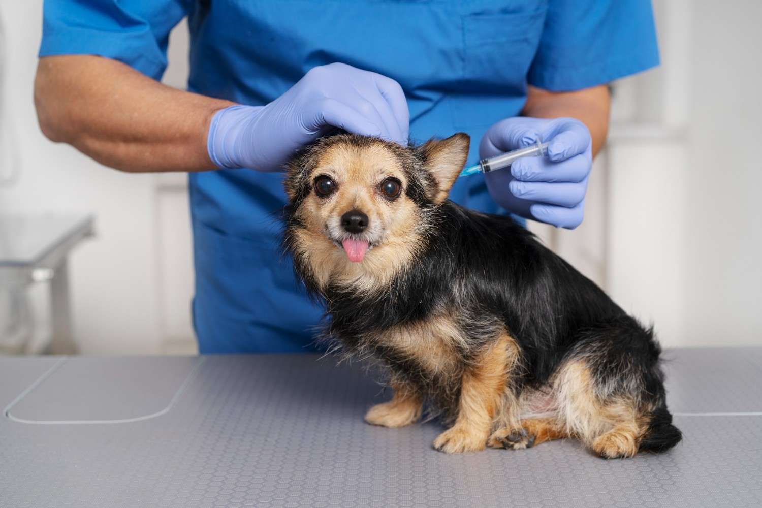 parvo vaccine for dogs