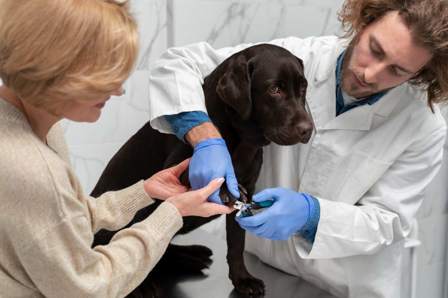 Rattlesnake Vaccine for Dogs