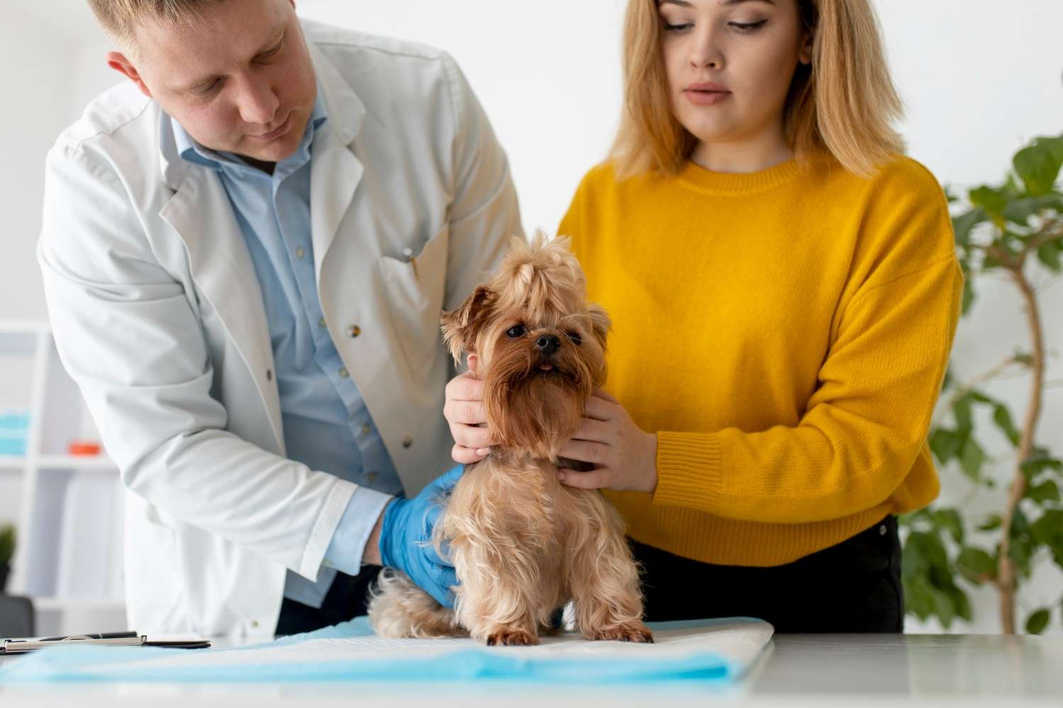 Does Pet Insurance Cover Spaying