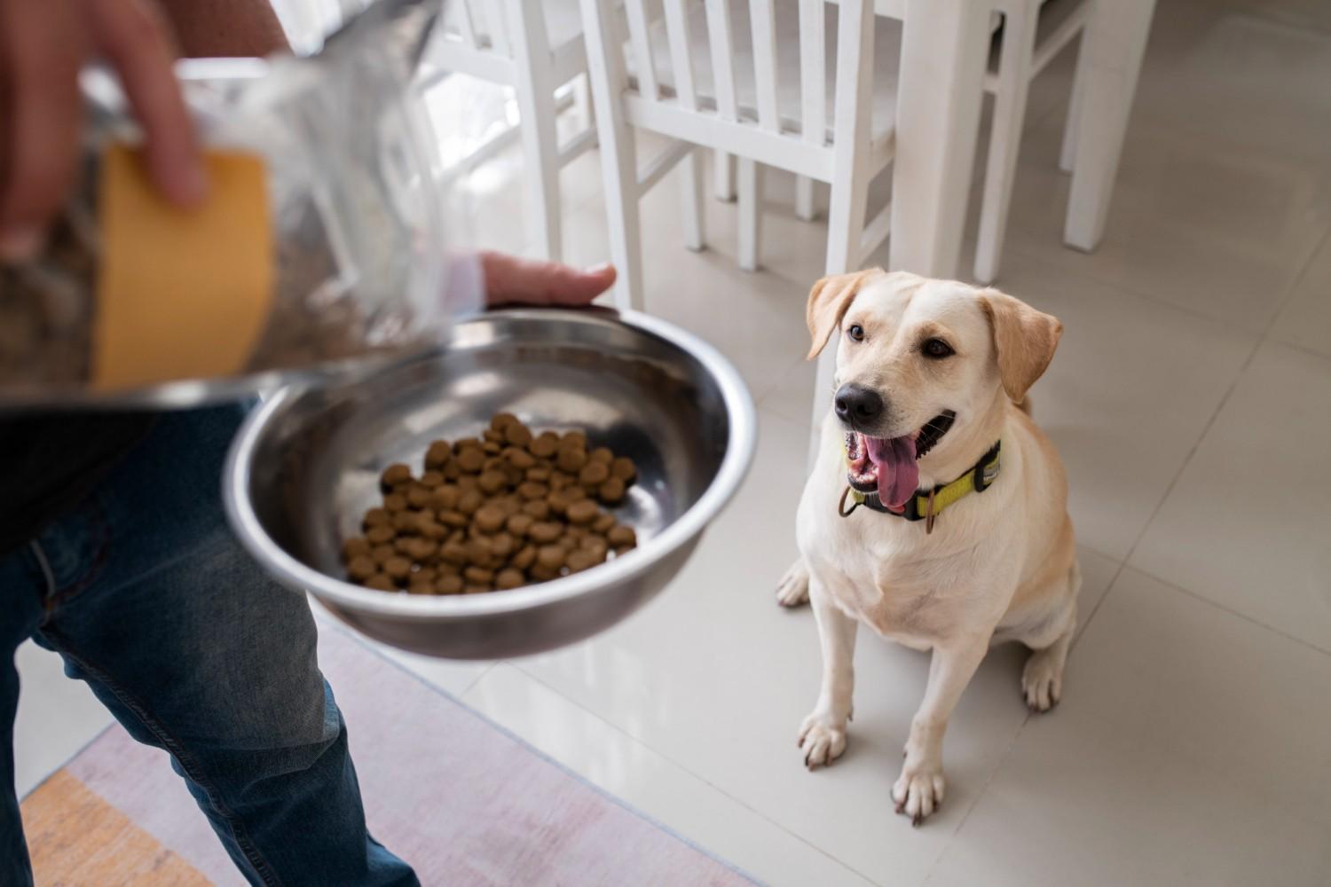 dog food for seniors