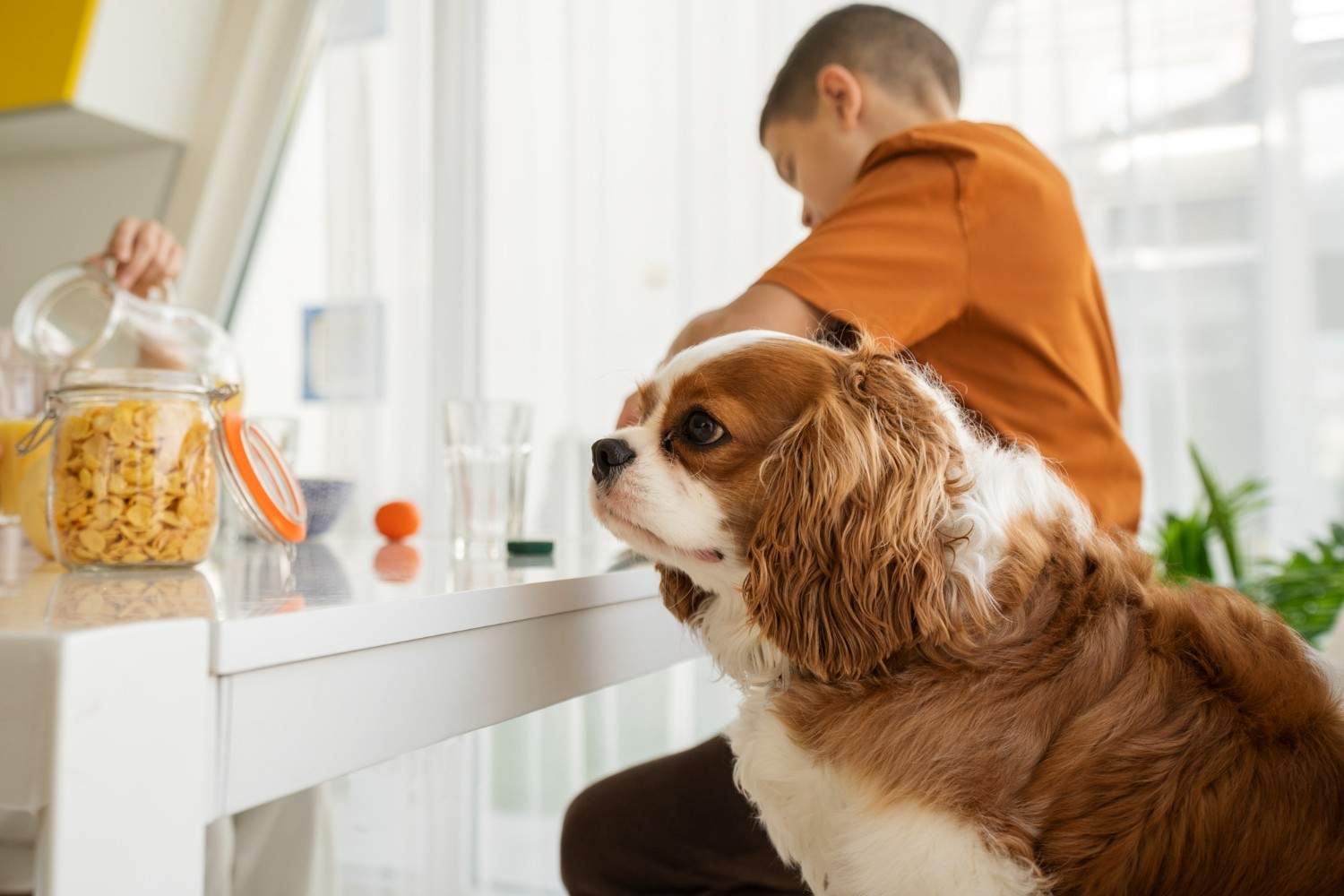 Homemade Probiotics for Dogs