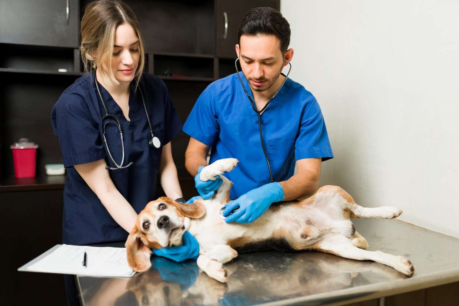 Emergency Pet Insurance