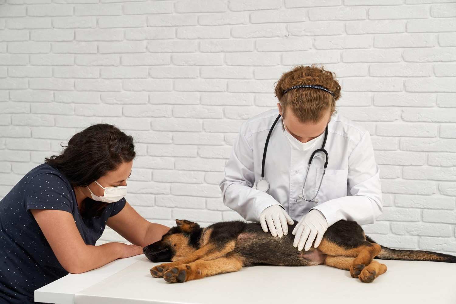 Does Pet Insurance Cover Neutering