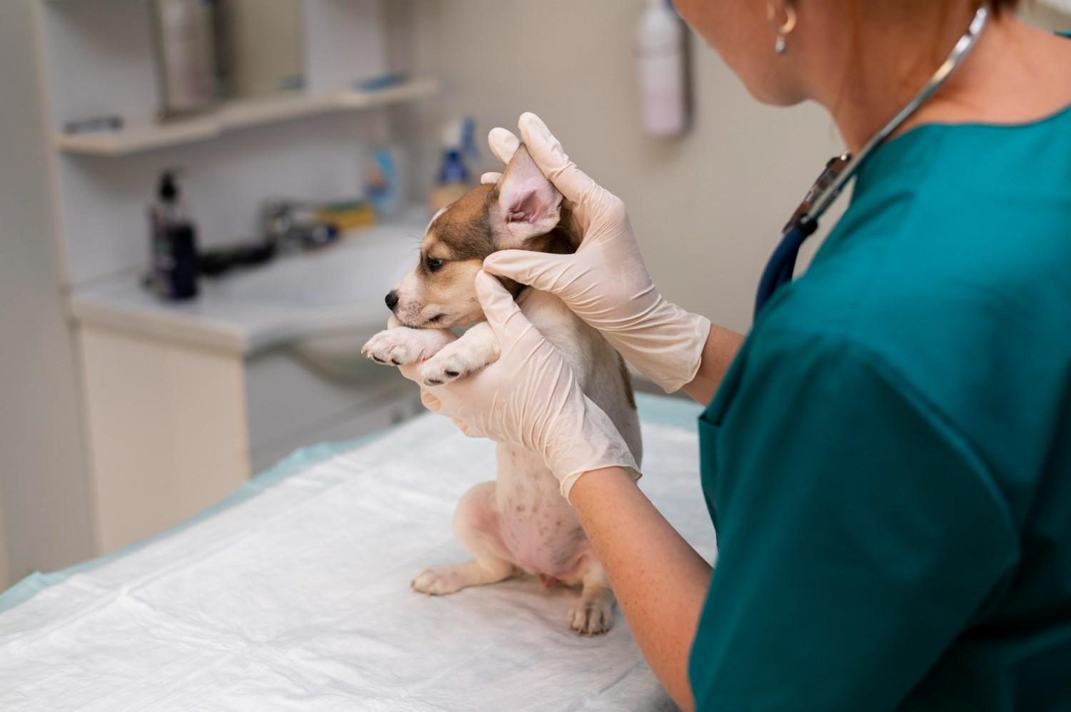 dog skin yeast infection