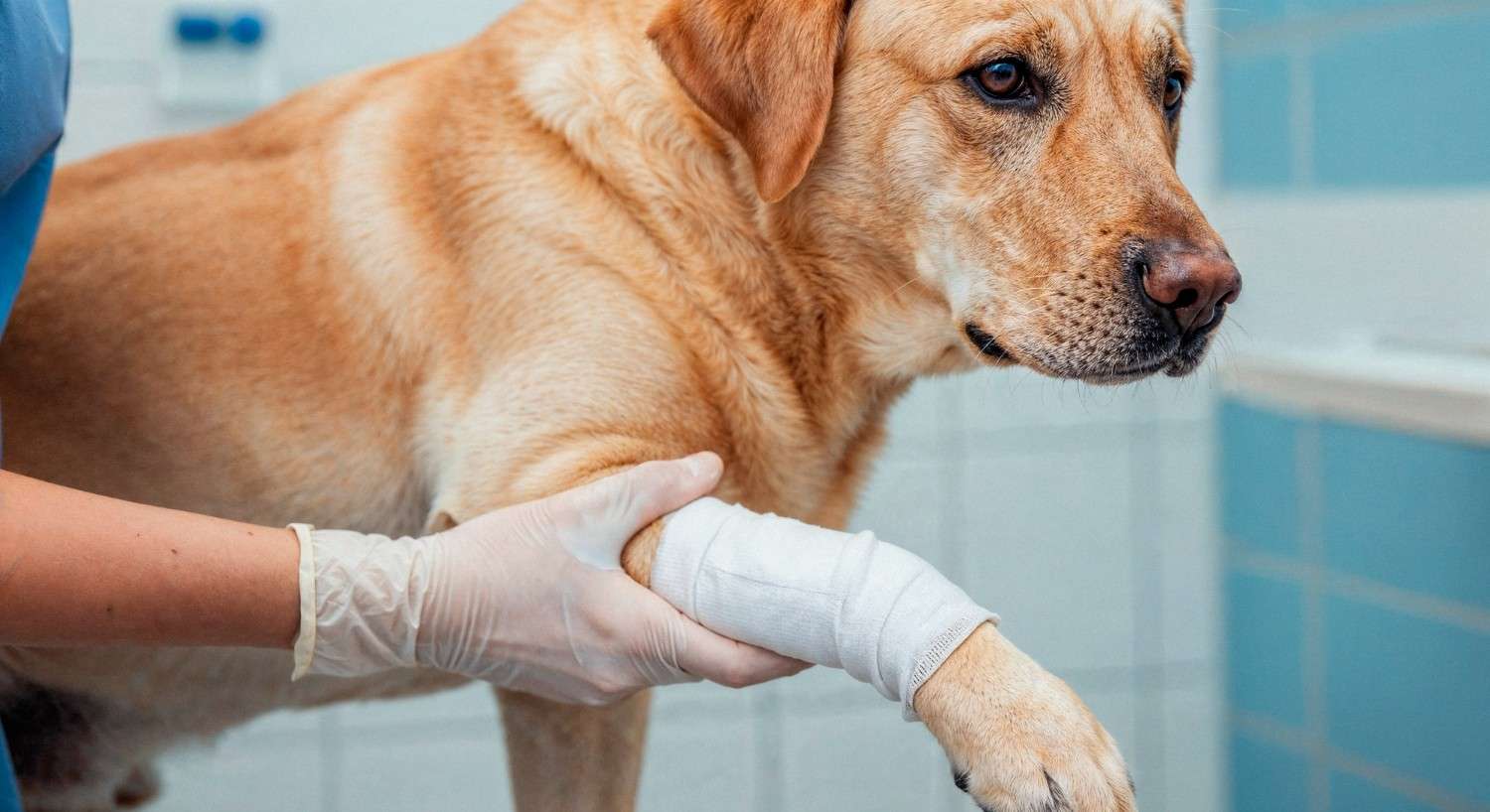 Dog Wound Care