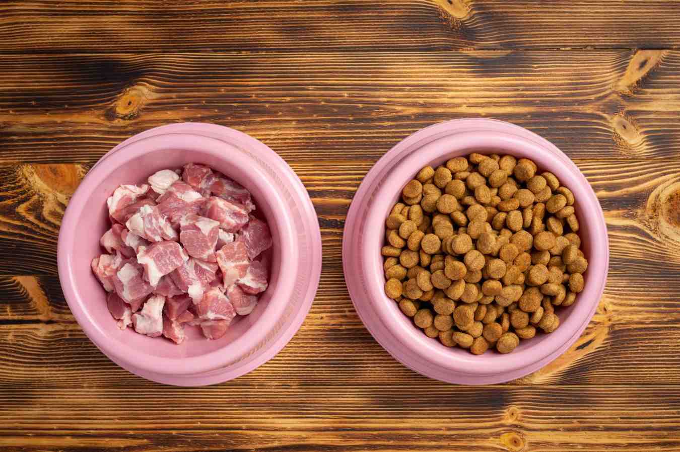 salmon dog food