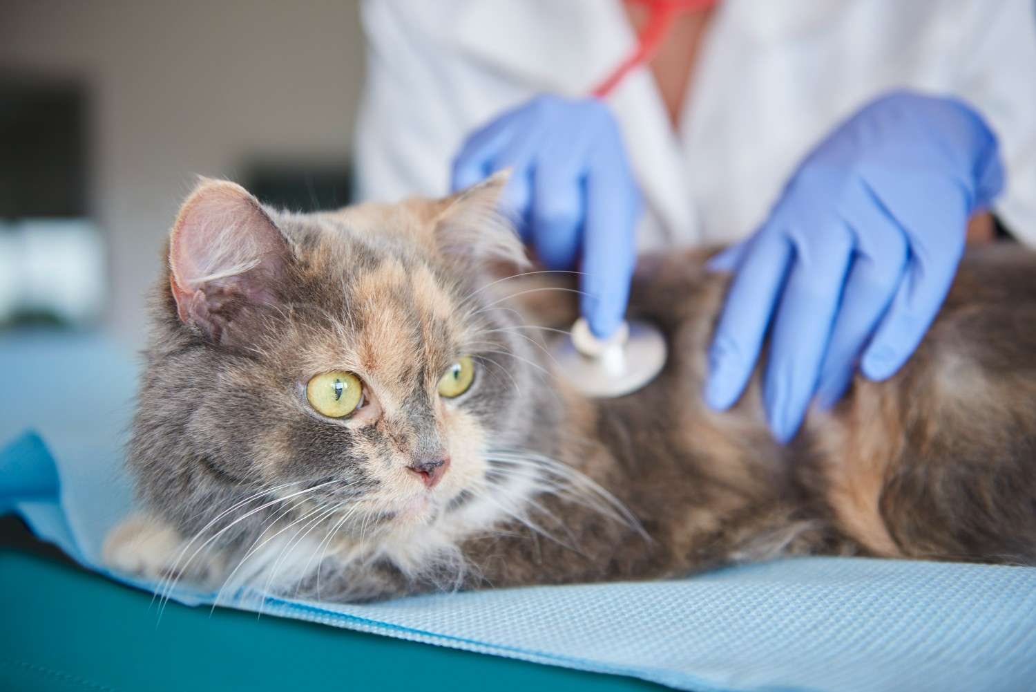Cat Vomiting Blood