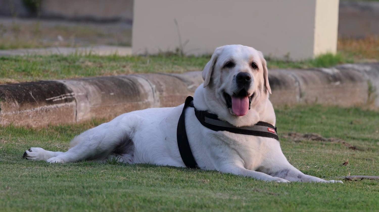 Labrador Working Dogs