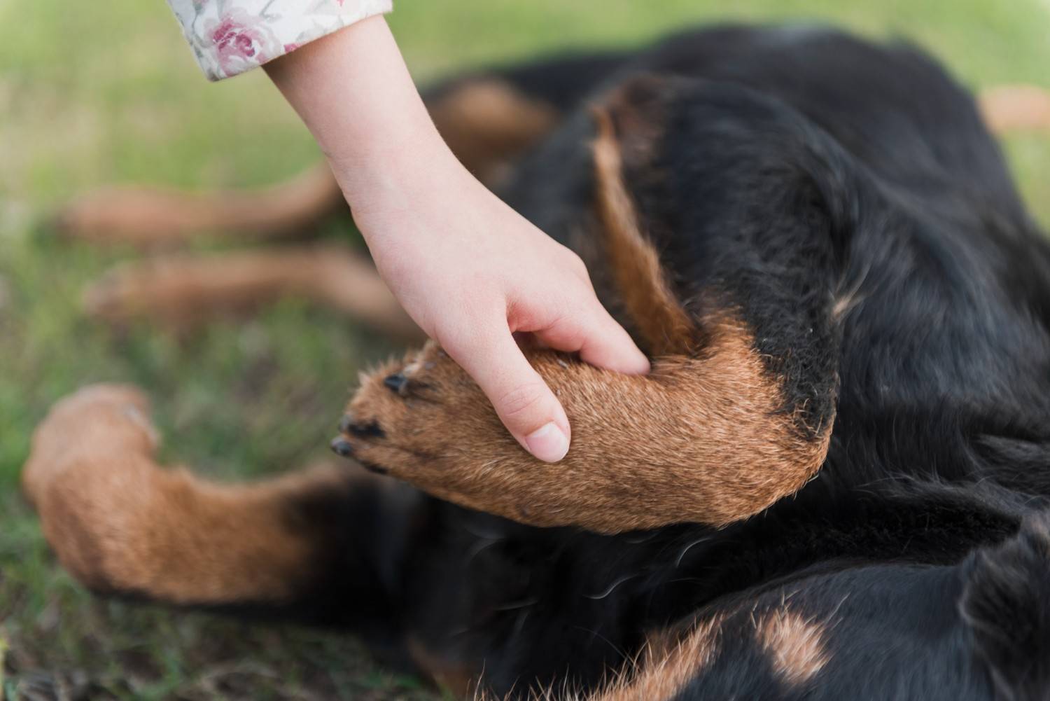 Allergies in Dogs Feet