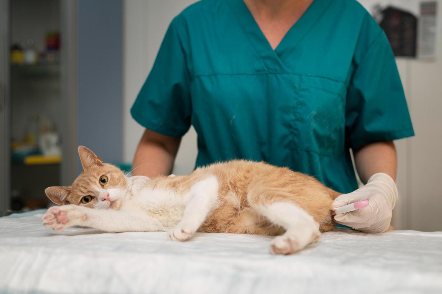 Cat Losing Weight