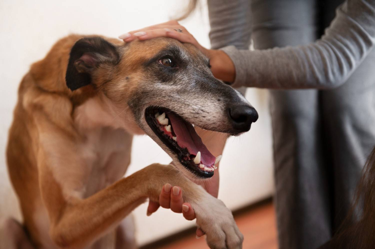 Bad Breath in Dogs