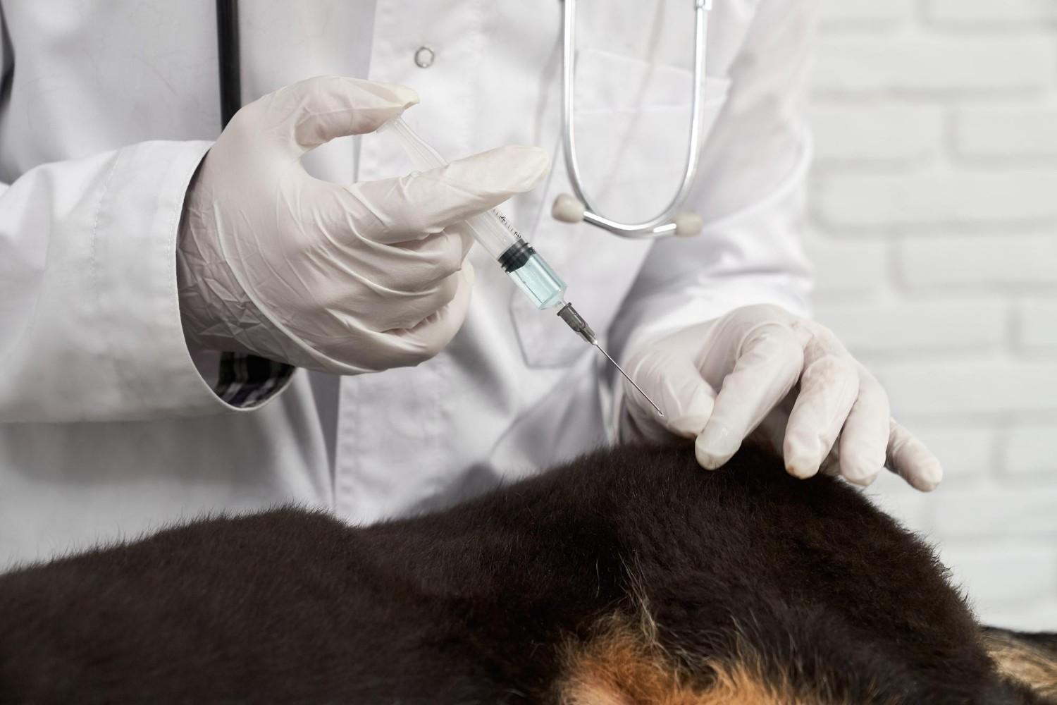 Lyme vaccine for dogs
