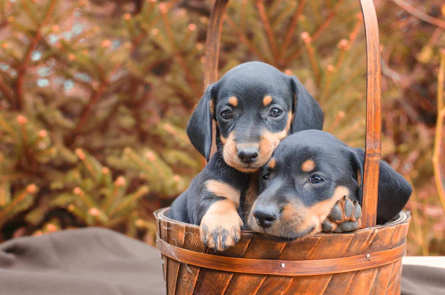 Colored Dachshund