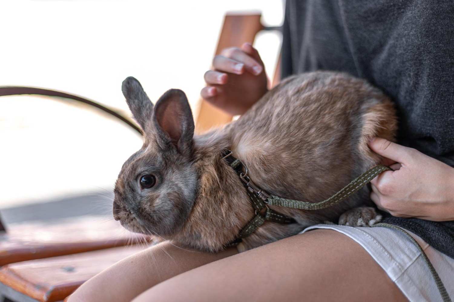 Pet Insurance for Rabbits