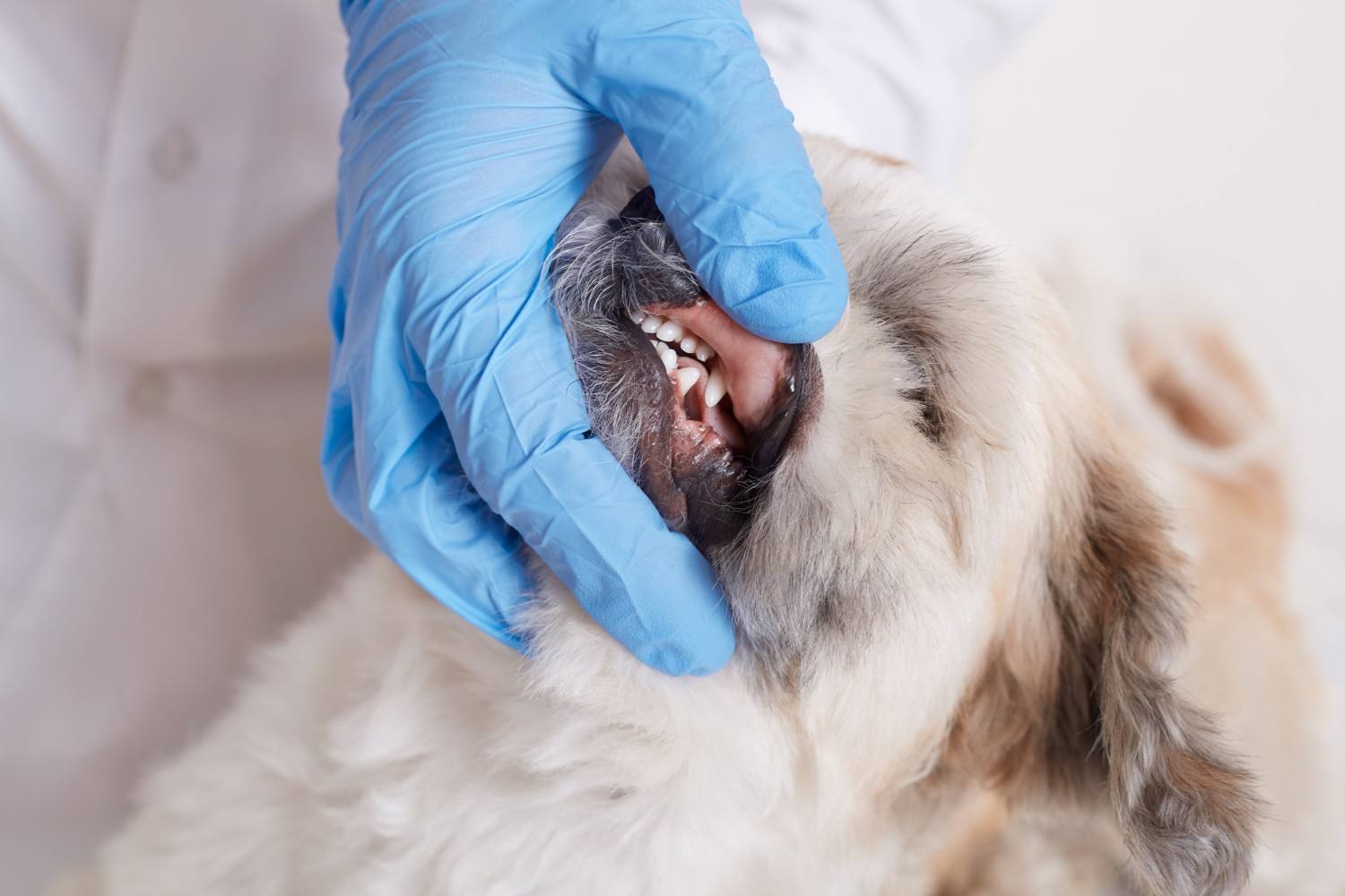 Clean Dog Teeth
