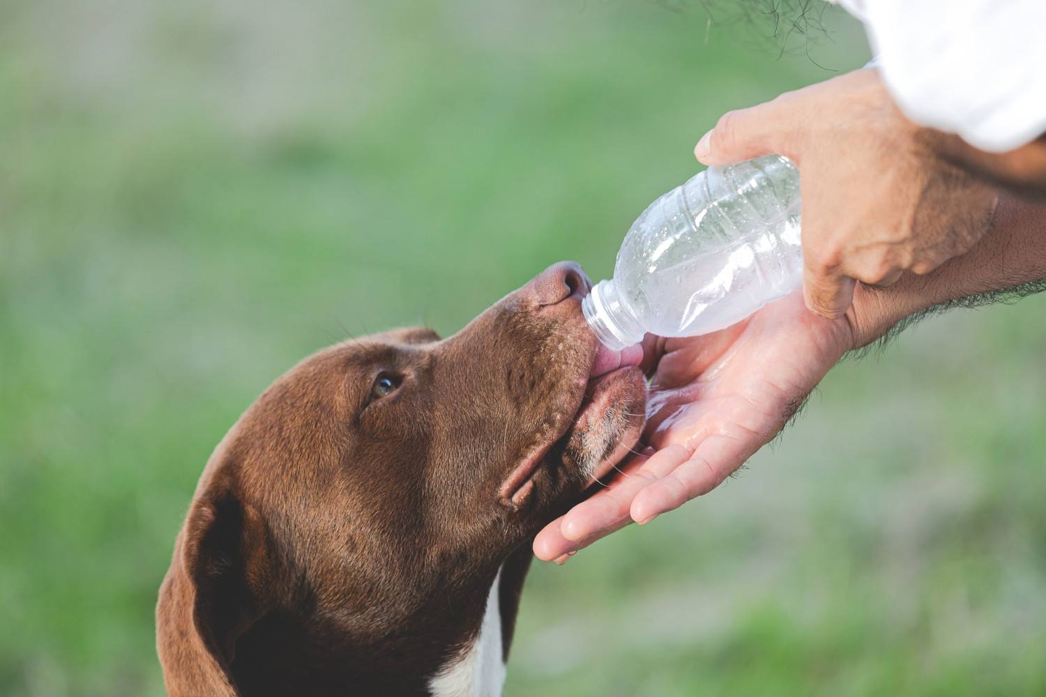 Dog Dehydration Remedy